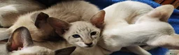 Siamese cats for sale: Siamese Kittens for sale - Advert 5