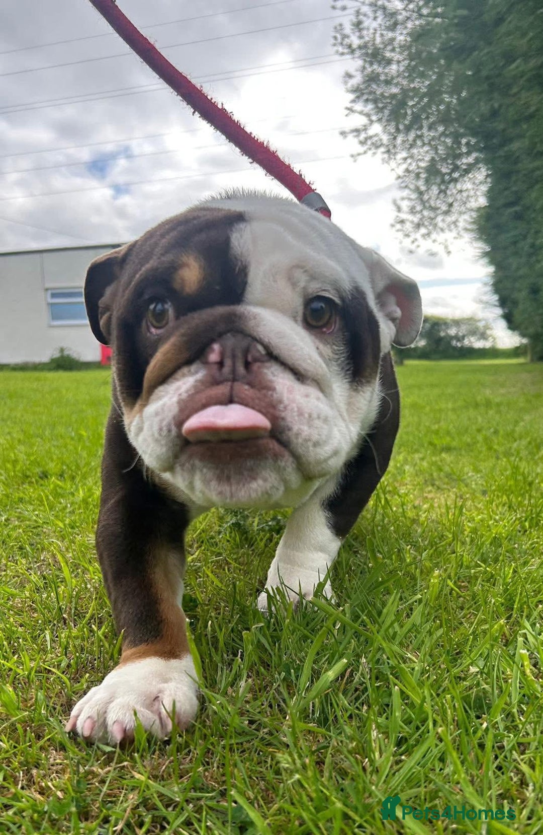 English Bulldog dogs for sale: English bulldog KC registered 16 months old - Advert 1