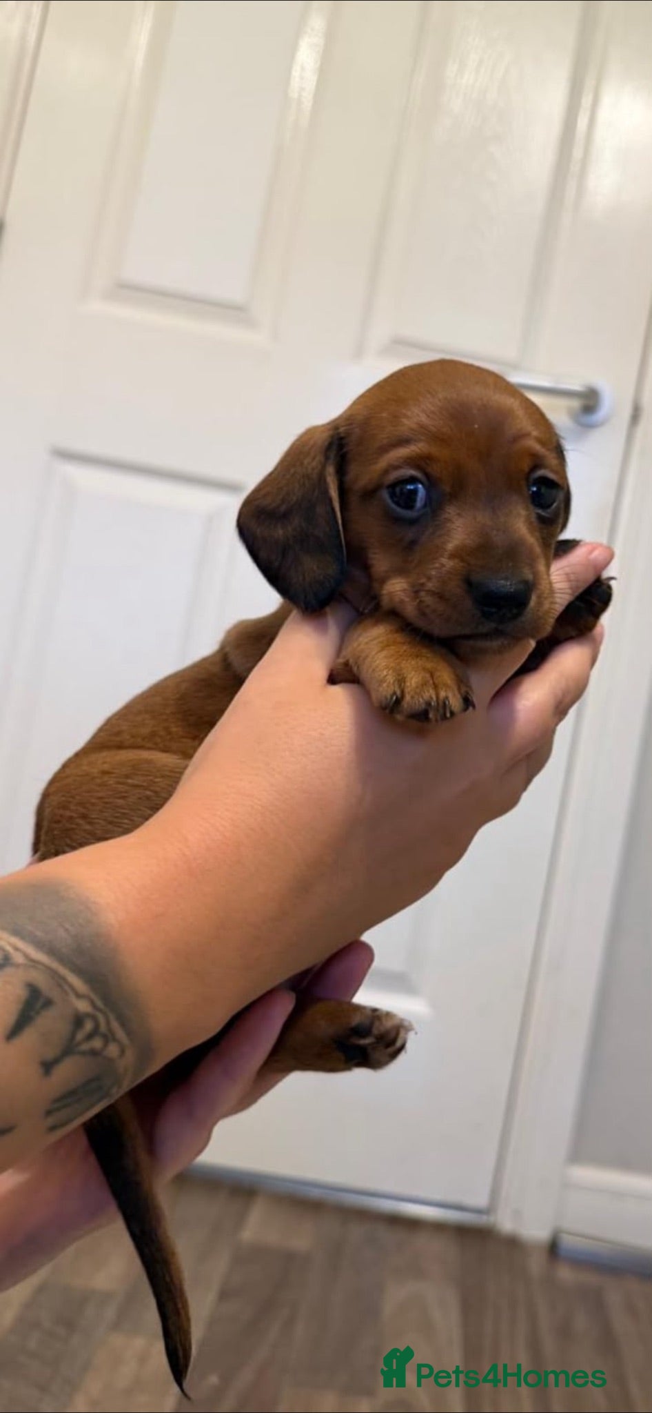 Miniature Dachshund dogs Miniature dachshund puppies - Advert 14