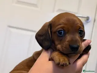 Miniature Dachshund dogs Miniature dachshund puppies - Advert 4