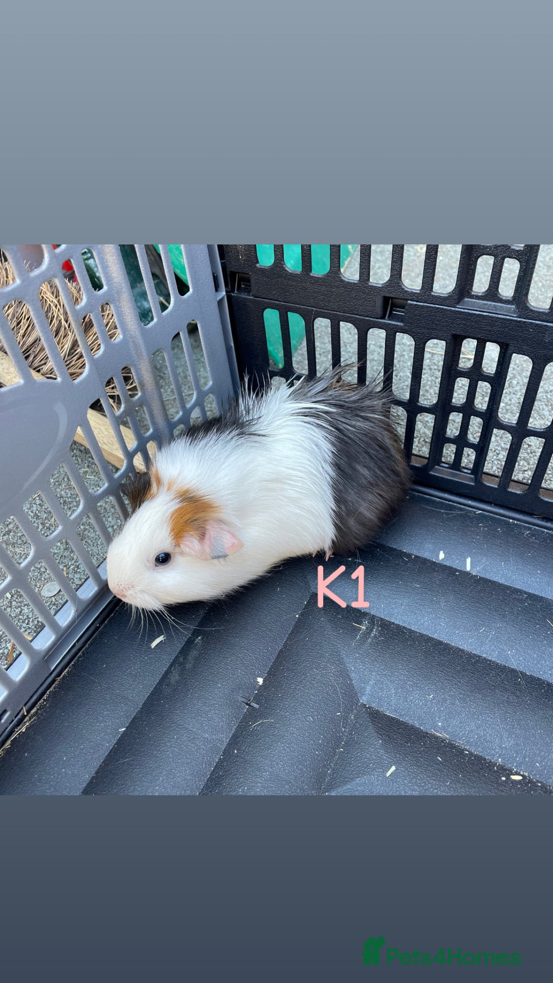 Guinea Pig rodents for sale: Baby guinea pigs for sale, various breeds - Image 15