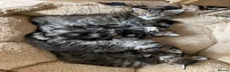 Maine Coon cats for sale: Tufty ears and big paws  - Advert 28