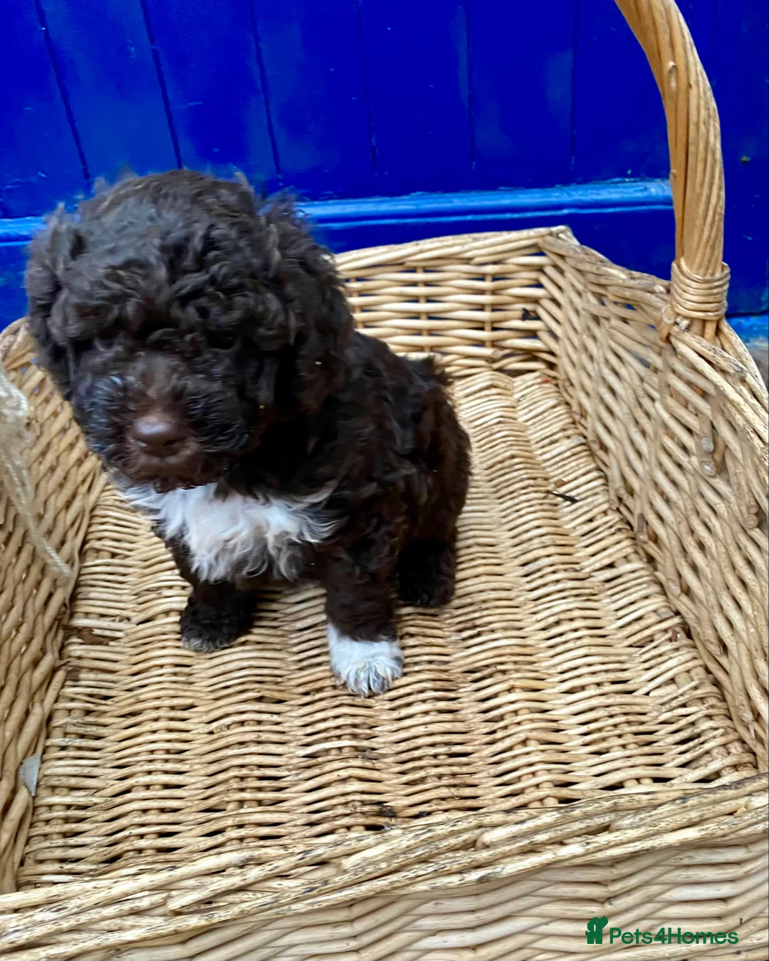 Lagotto Romagnolo dogs for sale: Three wonderful Lagotto pups available now - Advert 5