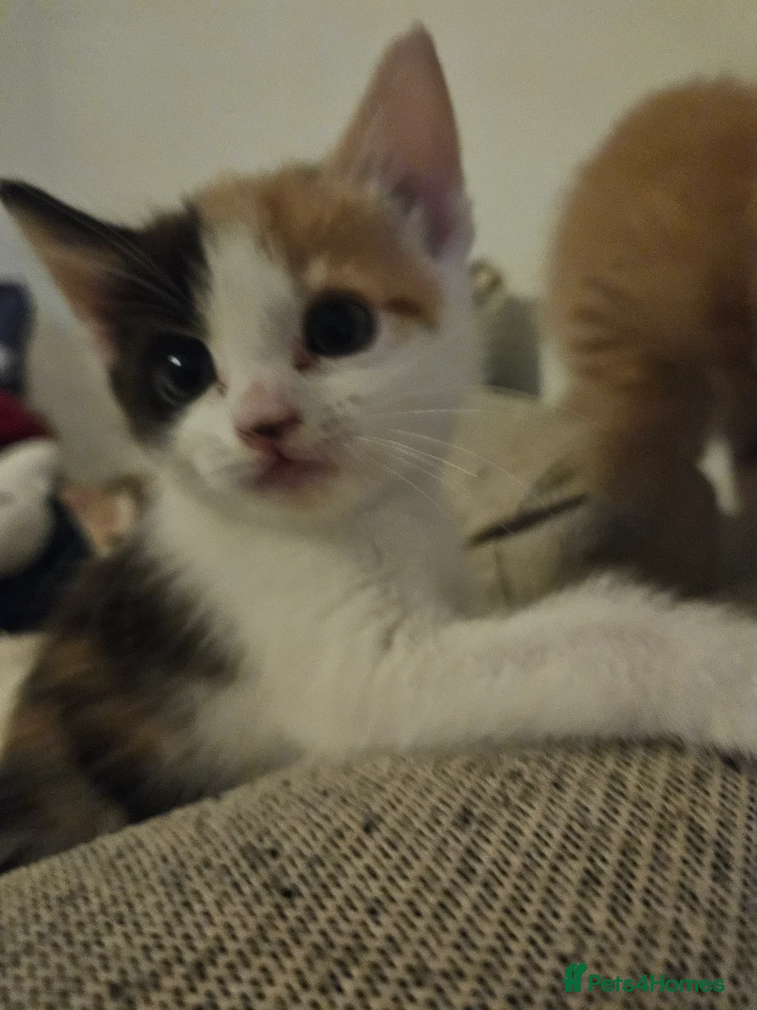 Mixed Breed cats for sale: Affectionate kittens - Advert 2