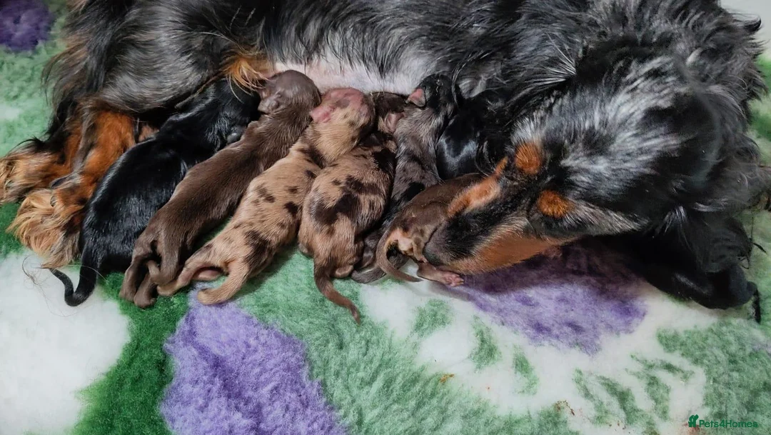 Miniature Dachshund dogs for sale: 🌟 Dapple&Choc&Black PRA Clear KC reg – Dec 26 🌟 - Advert 1