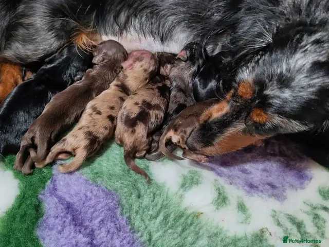 Miniature Dachshund dogs for sale: 🌟 Dapple&Choc&Black PRA Clear KC reg – Dec 26 🌟 - Advert 3