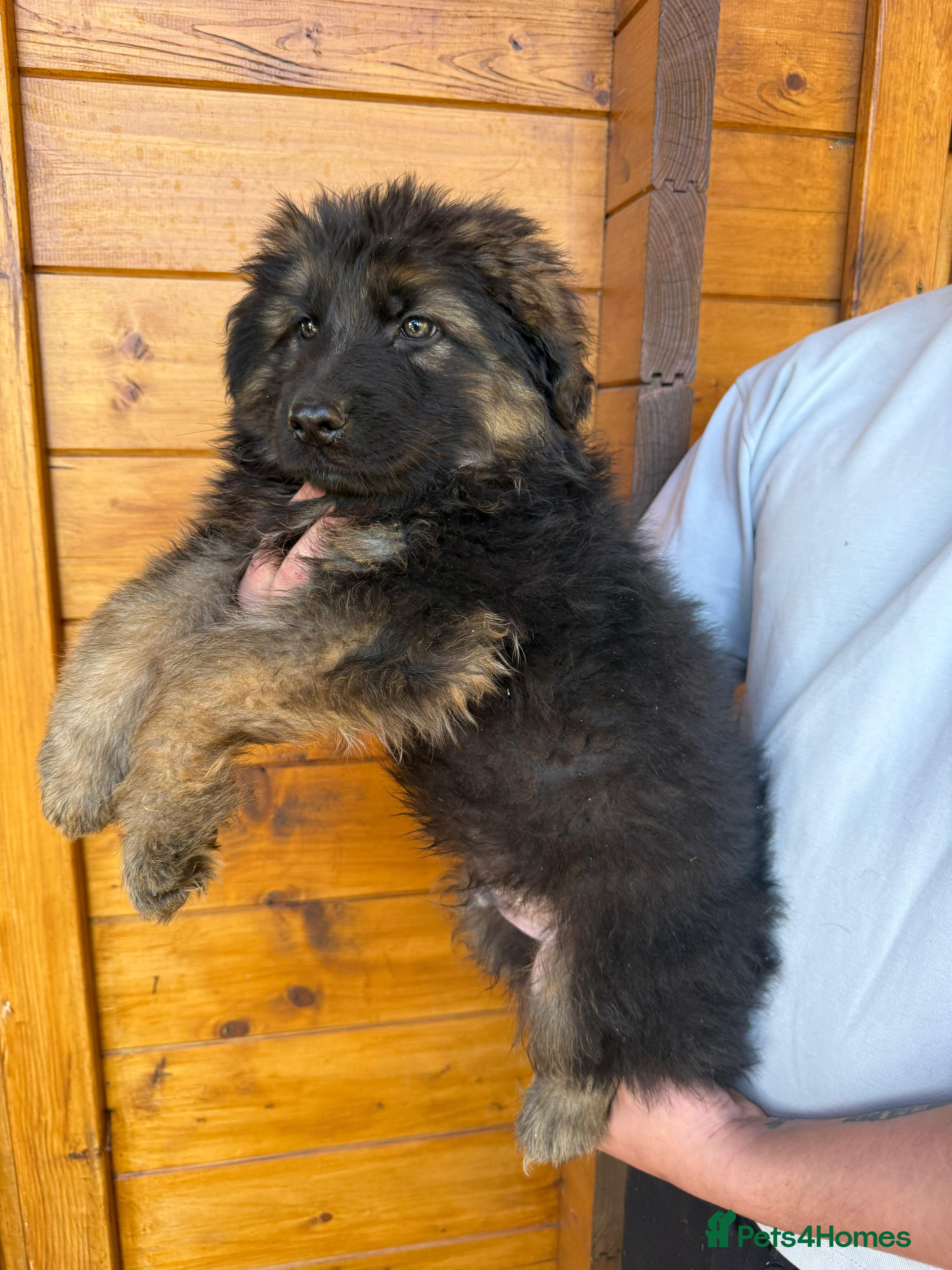 German Shepherd dogs Gorgeous long haired KC registered pups - Advert 2