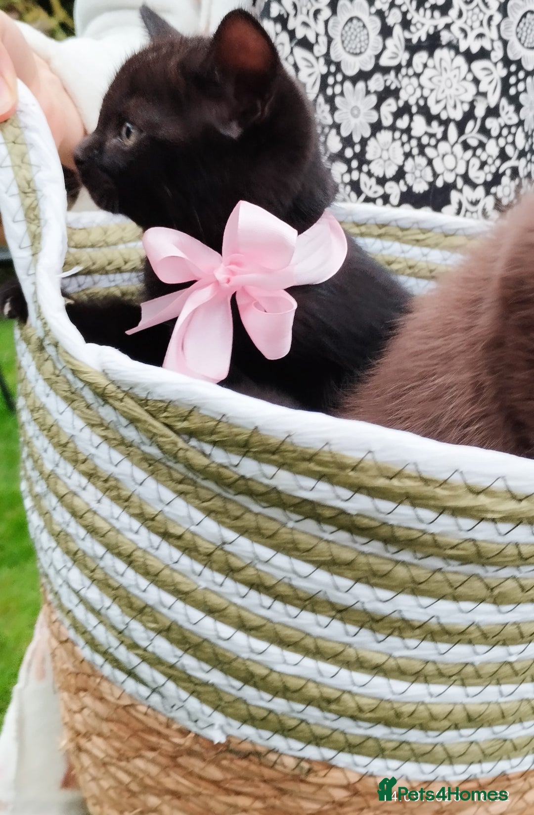 British Shorthair cats for sale: Rare Chocolate & Black Kittens – Ready Now 🐾 - Image 13