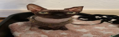 Sphynx cat 1 