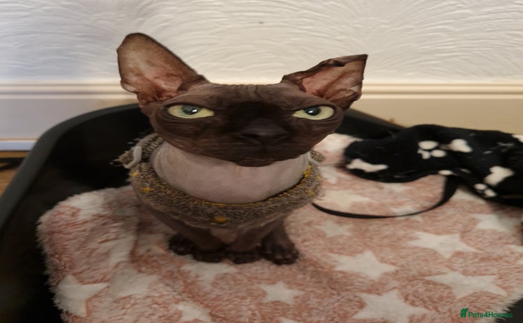 Sphynx cats - Advert 1