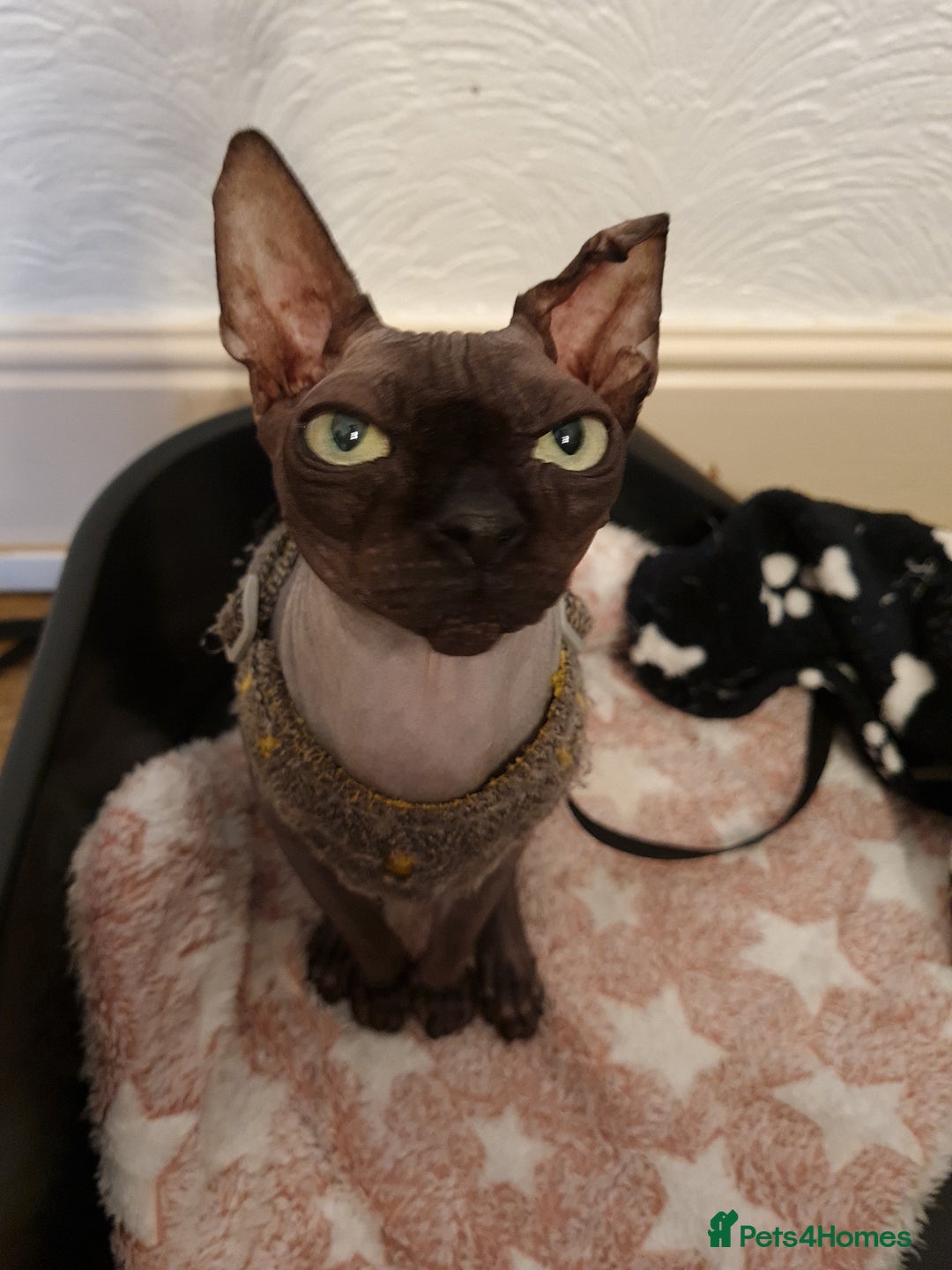 Sphynx cats for sale: Mother and daughter for rehoming  - Image 1