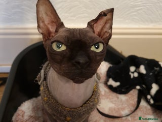 Sphynx cats - Advert 7
