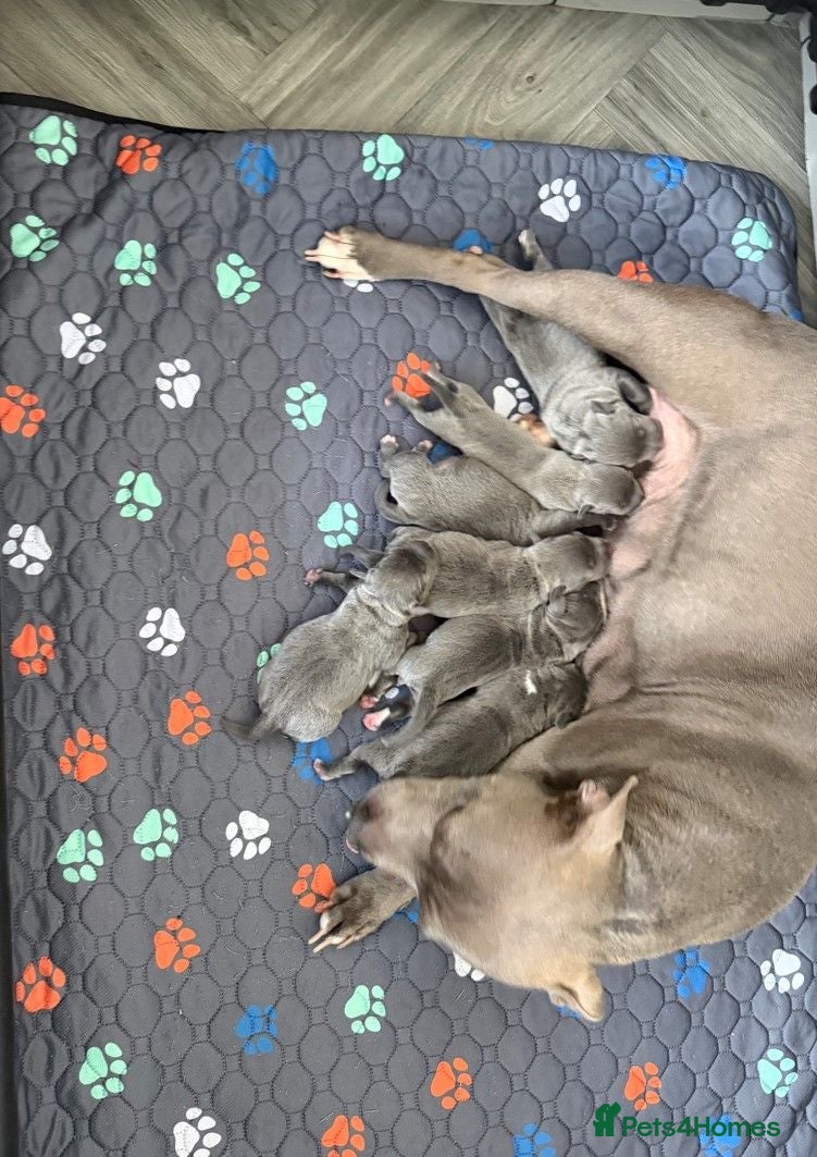 Staffordshire Bull Terrier dogs Blue Staffordshire Bull Terrier Pups Family Raised - Advert 2