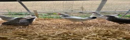 Chickens poultry for sale: Point of lay hybrid hens  - Advert 6