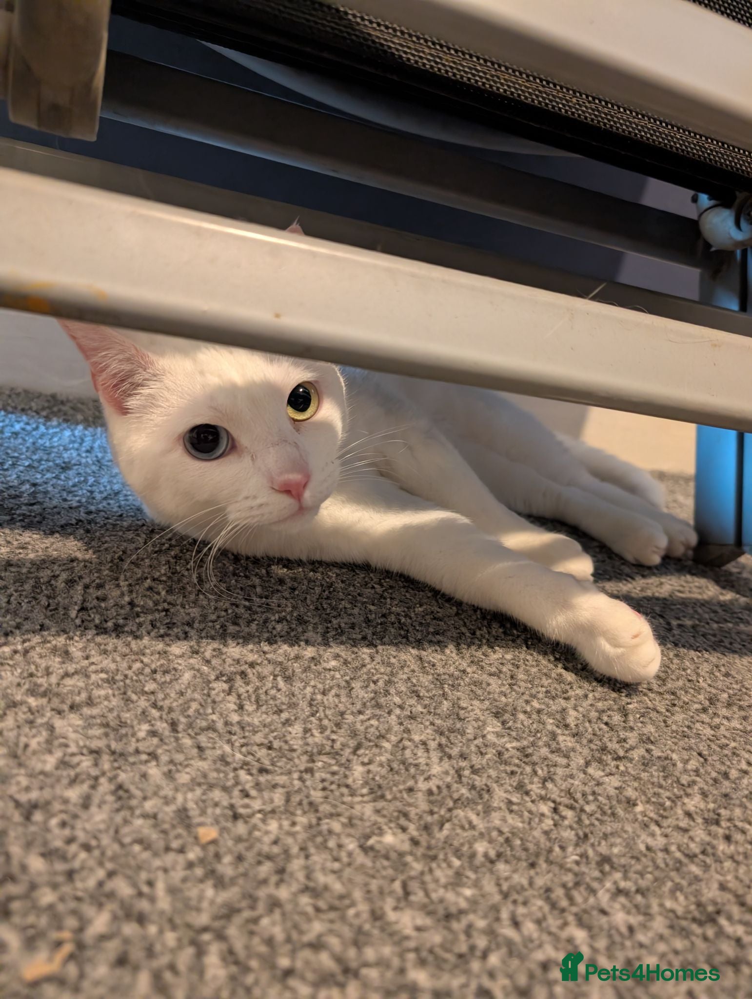 Domestic Shorthair cats (Free) Meet Luna 😺 - Advert 4