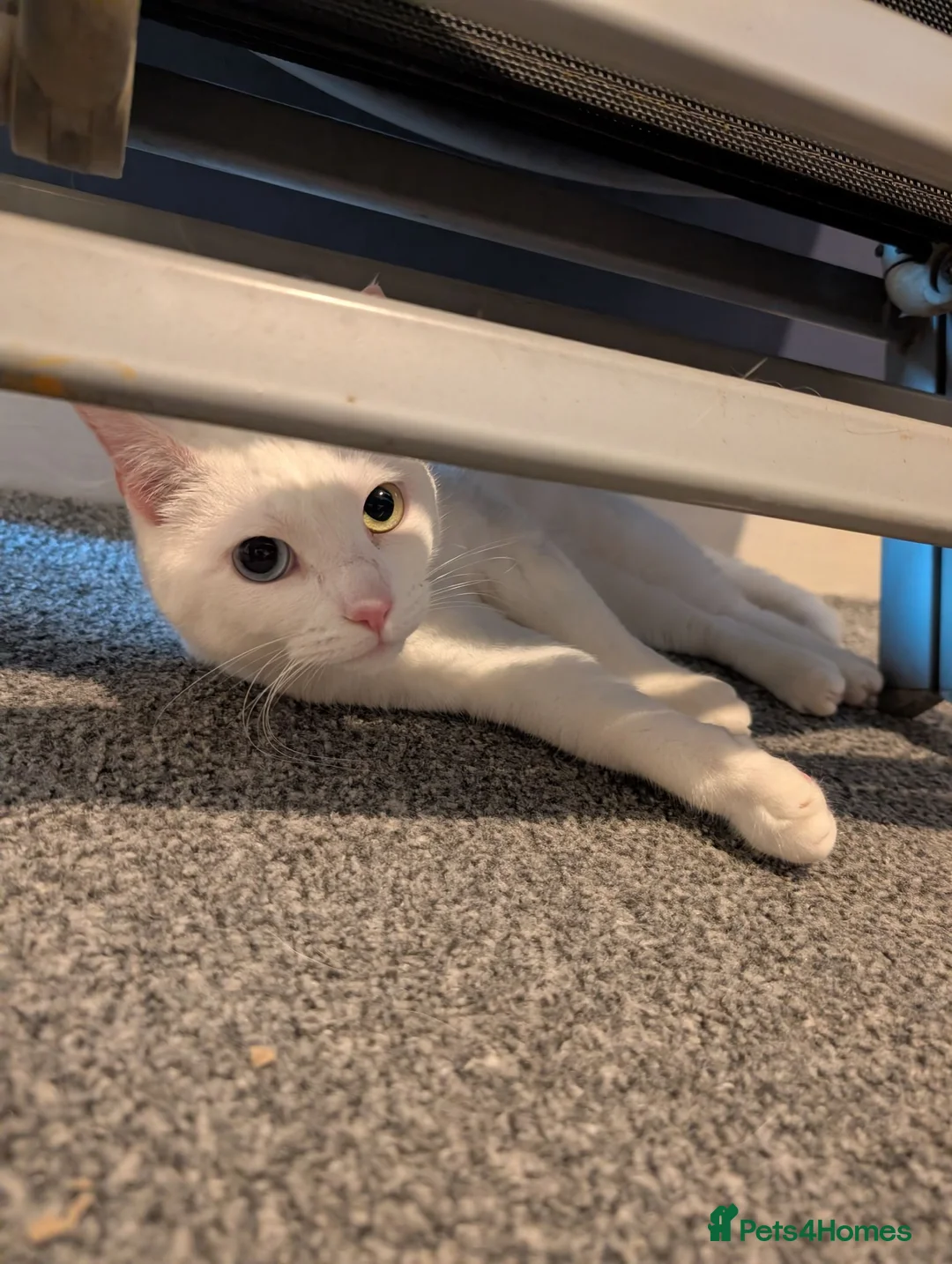 Domestic Shorthair cats for sale: (Free) Meet Luna 😺 - Advert 1