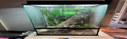 Gecko reptiles for sale: Crested Gecko with huge enclosure £120 in Wickford - Advert 1