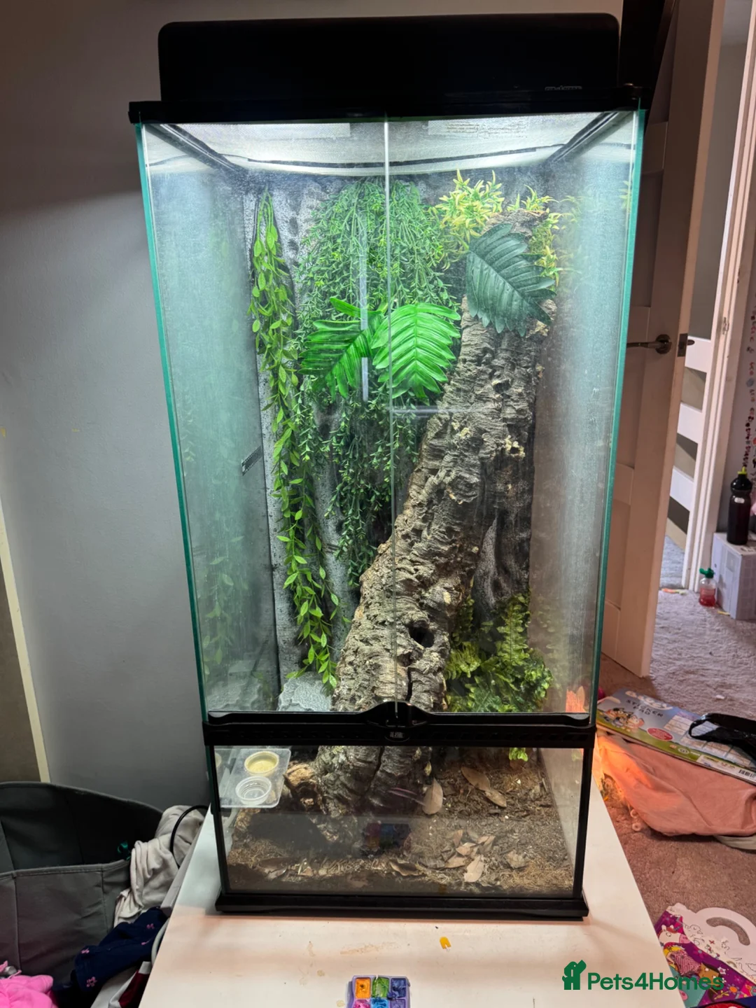 Gecko reptiles for sale: Crested Gecko with huge enclosure £120 in Wickford - Advert 1