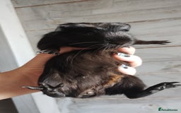 Guinea Pig rodents for sale: Pair of male guinea pigs so beautiful  - Image 8