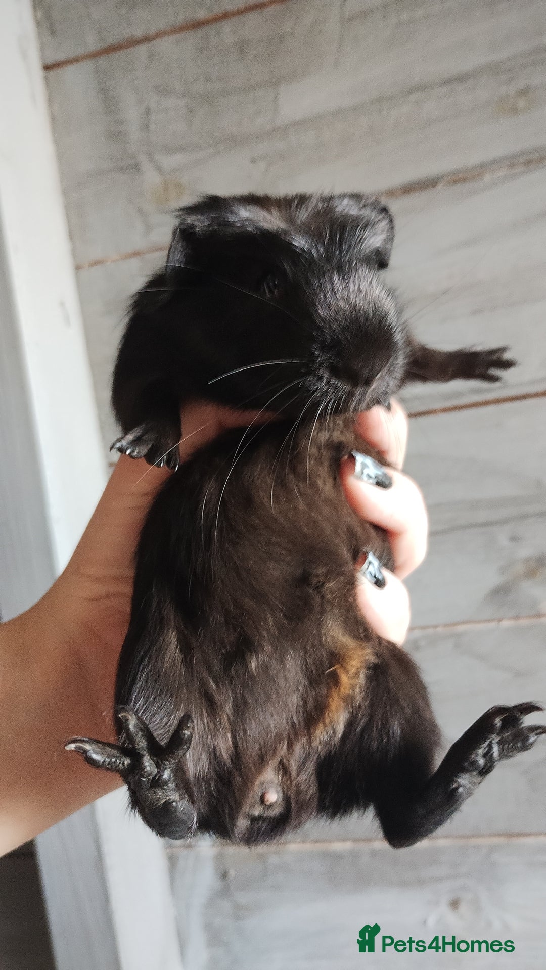 Guinea Pig rodents for sale: Pair of male guinea pigs so beautiful  - Image 8