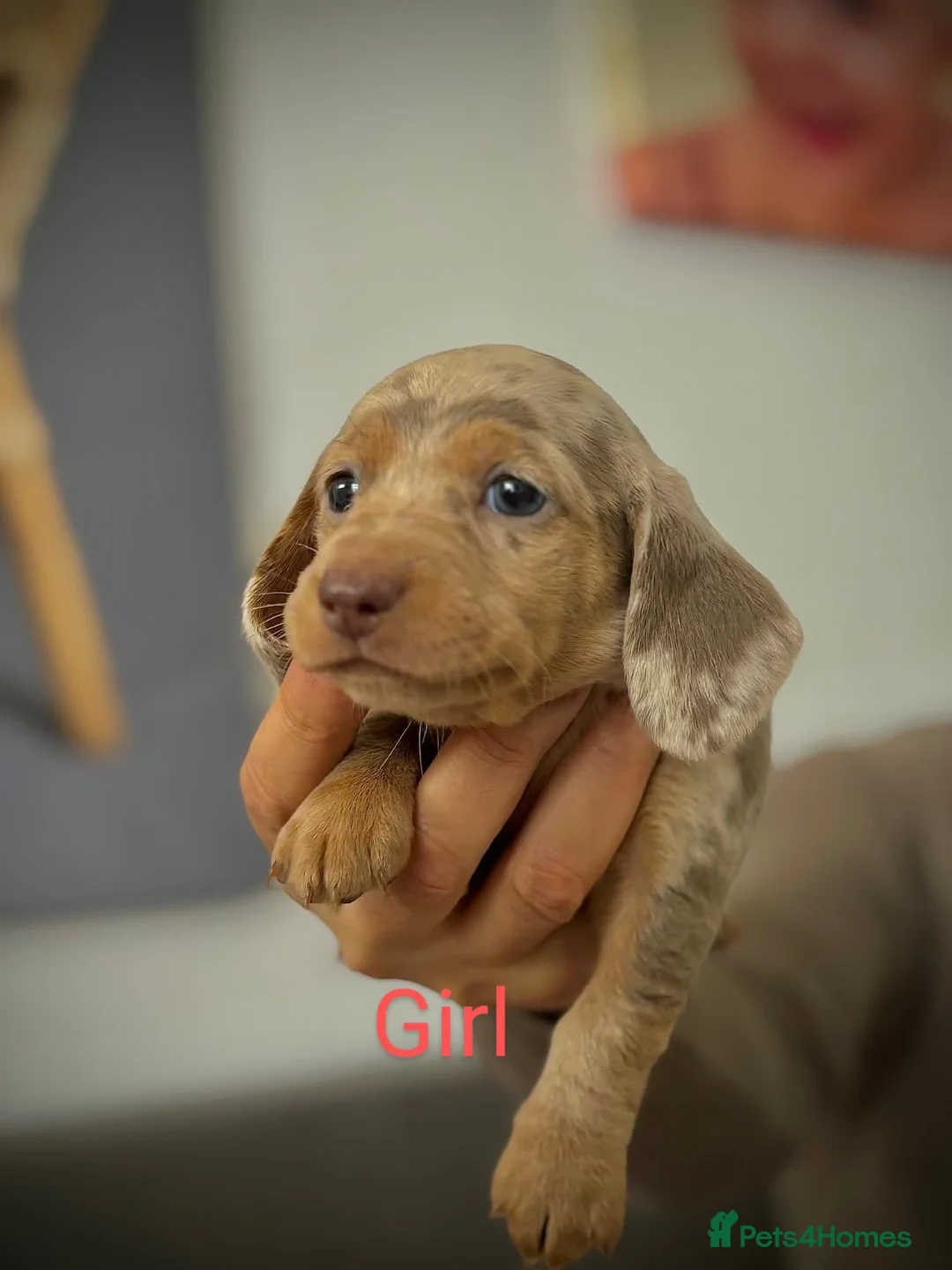 Miniature Dachshund dogs for sale: 3 BEAUTIFULL MINIATURE DACHSHUNDS - Advert 1