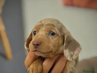 Miniature Dachshund dogs 3 BEAUTIFULL MINIATURE DACHSHUNDS - Advert 1