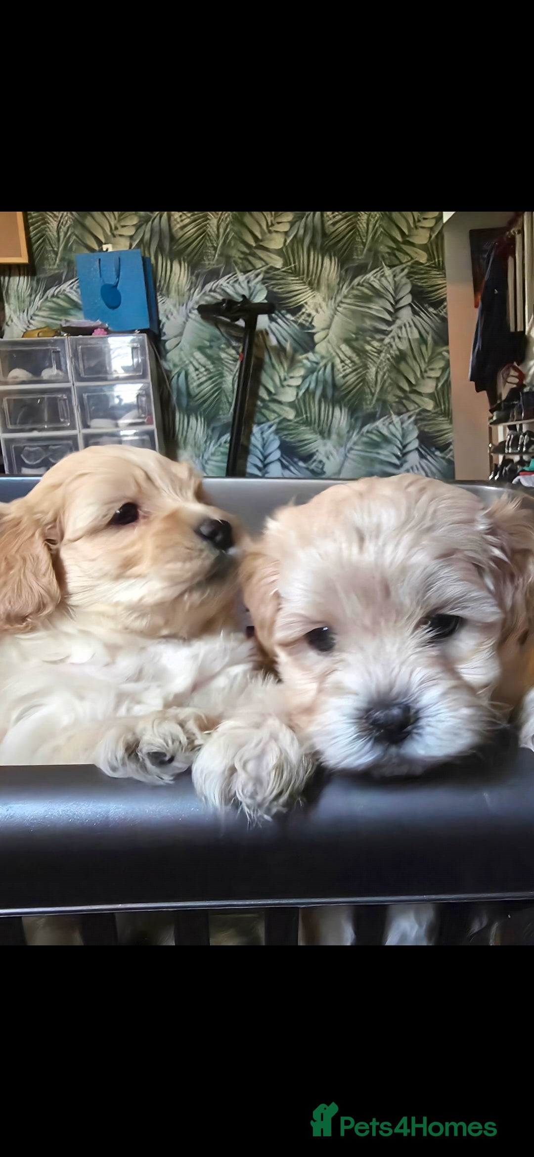 Maltipoo dogs for sale: F1 Maltipoo for sale  - Advert 26