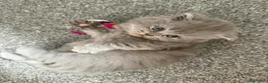 British Shorthair 1