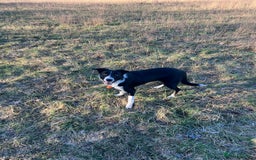 Border Collie dogs for sale: Cooper & Peach  - Image 13