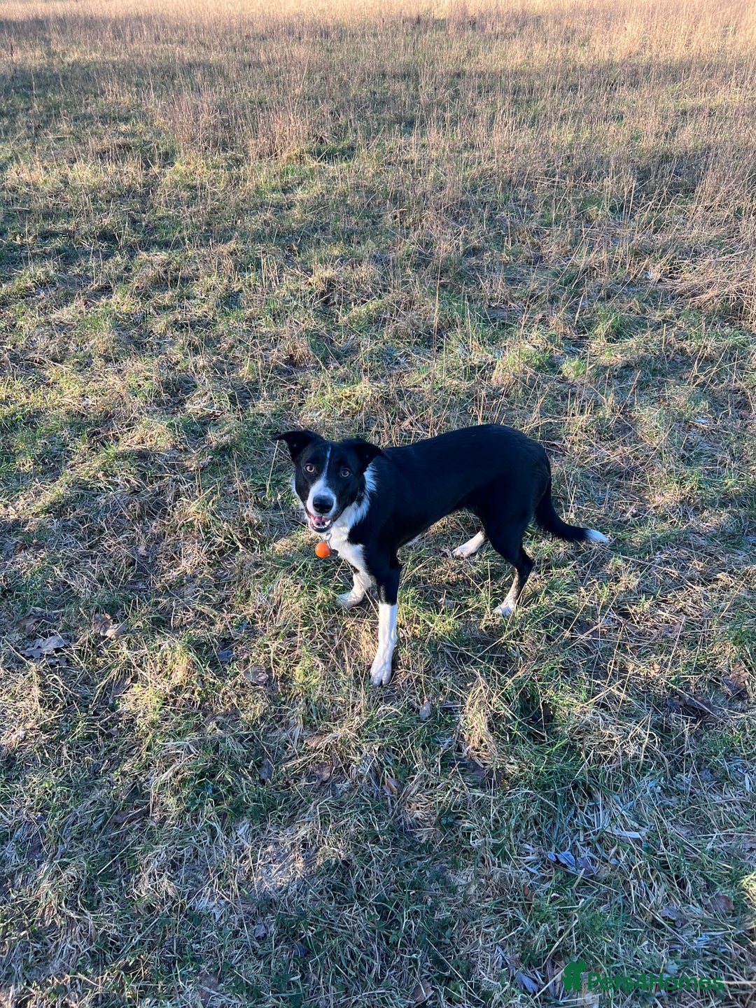 Border Collie dogs for sale: Cooper & Peach  - Image 13