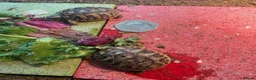 Hermann Tortoise reptiles for sale: Hermann Tortoise Hatchlings-Home Bred-July 2026  in Poole - Advert 2