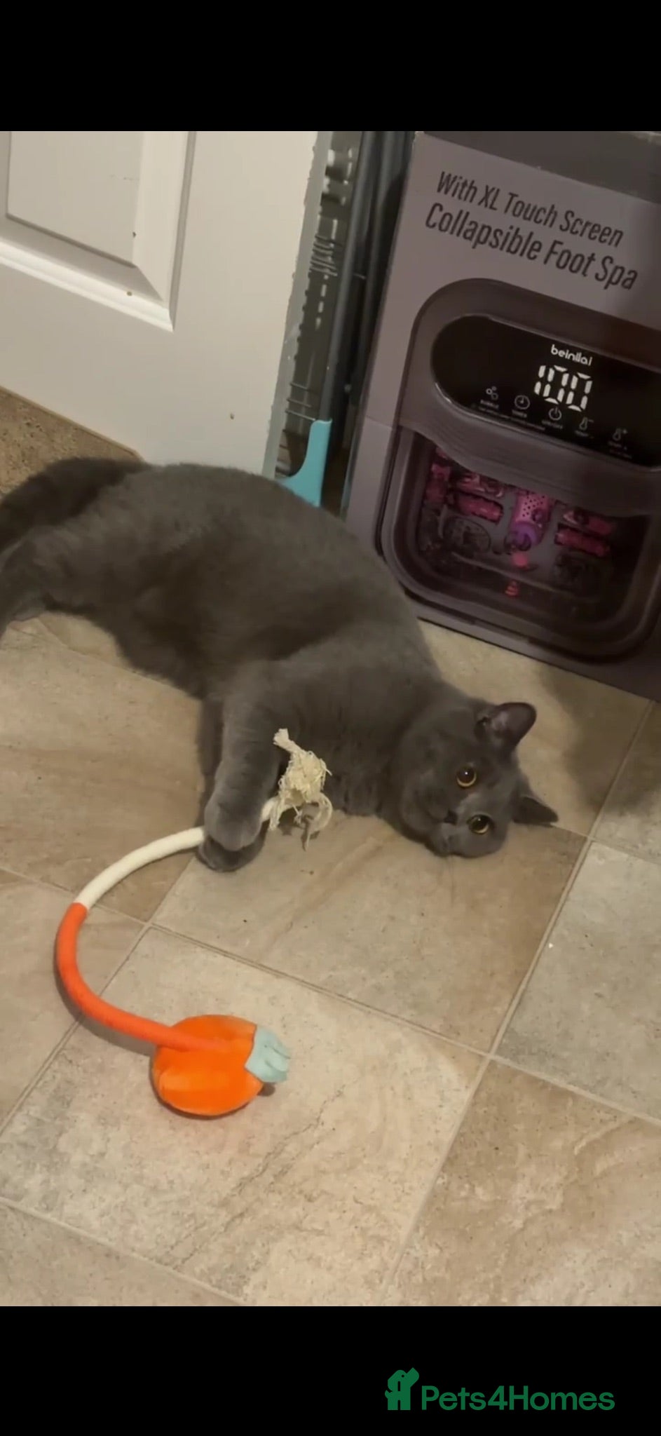 British Shorthair cats British Shorthair Kittens – 8 Weeks Old – £580  - Advert 1