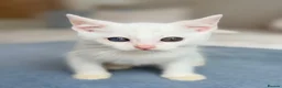 Turkish Angora cats for sale: 🐾 Unique Turkish Angora x Bengal Mix Kittens 🐾 - Advert 6