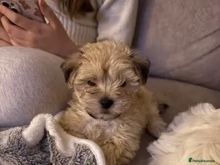 Mixed Breed dogs READY NOW Absolutely gorgeous lhatese puppies - Advert 1