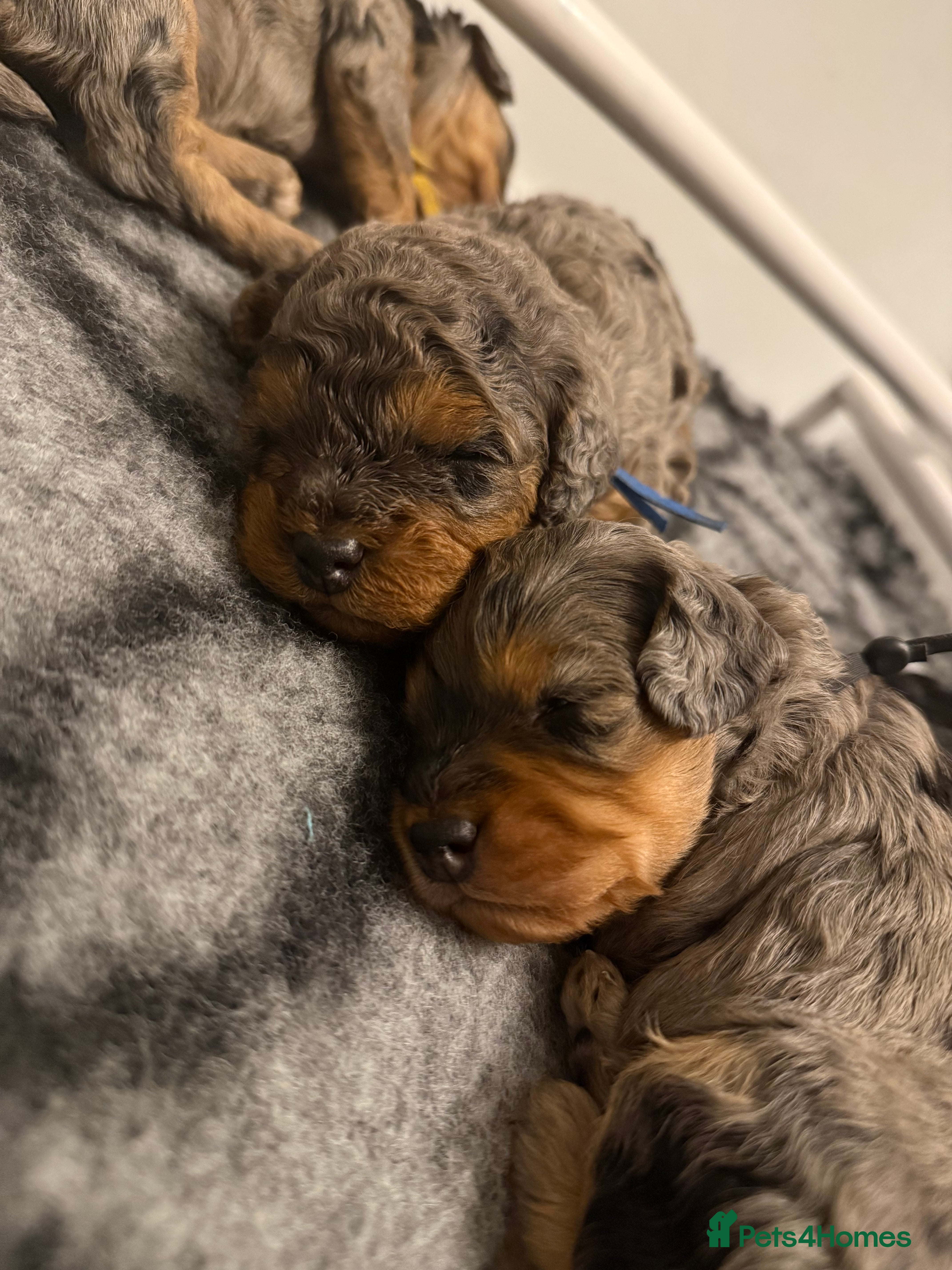 Cavapoo dogs F1b Cavapoo puppies  - Advert 6