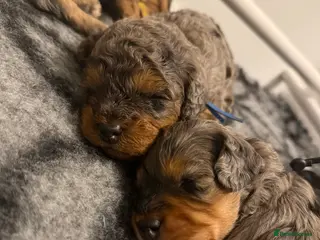 Cavapoo dogs F1b Cavapoo puppies - Advert 4