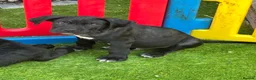 Cane Corso dogs for sale: cane corso pups - Advert 3