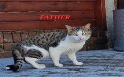 American Shorthair cats for sale: Gorgeous girls looking for new home🏡 - Image 9