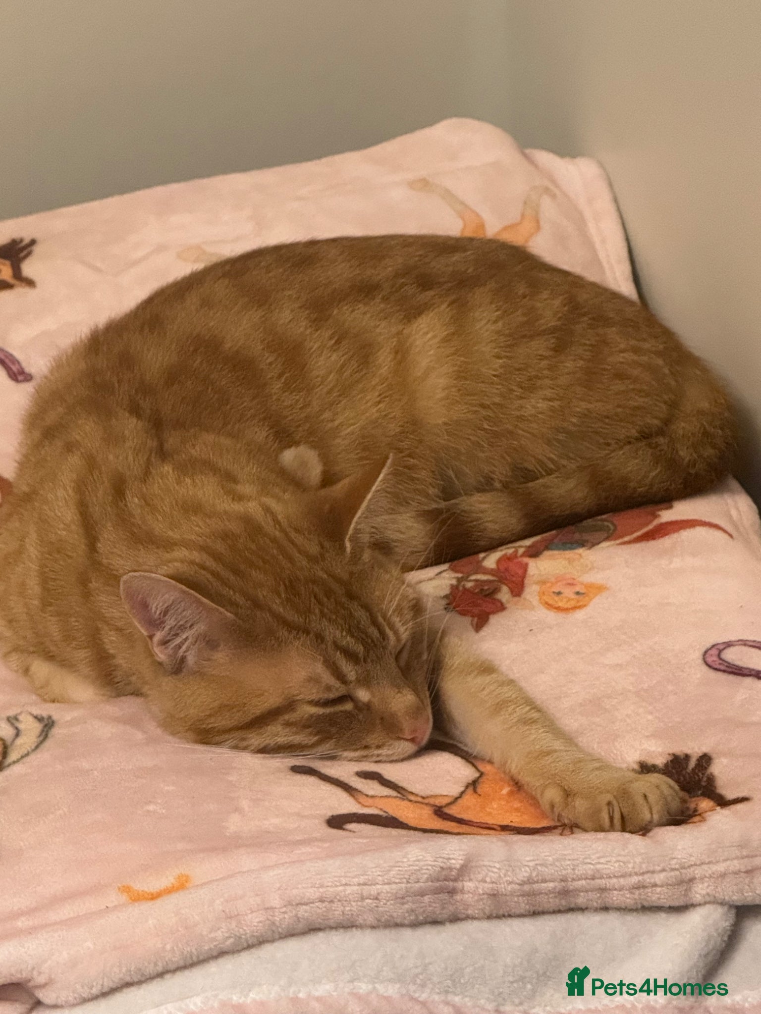 Mixed Breed cats Ginger male cat - Advert 8