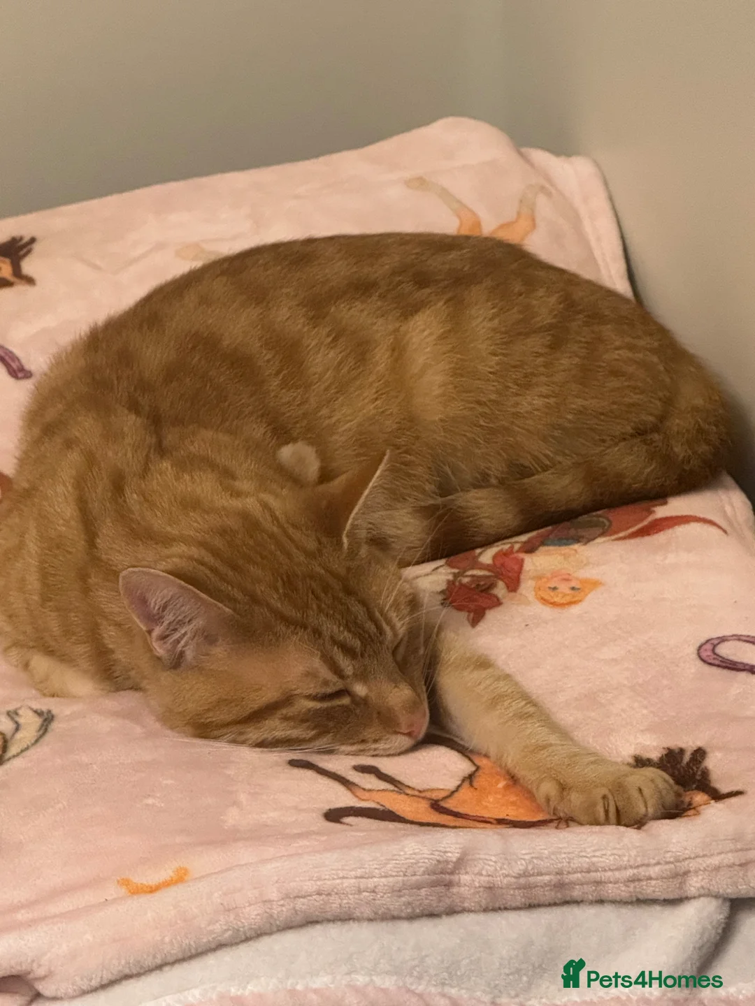 Mixed Breed cats for sale: Ginger male cat in Wantage - Advert 1