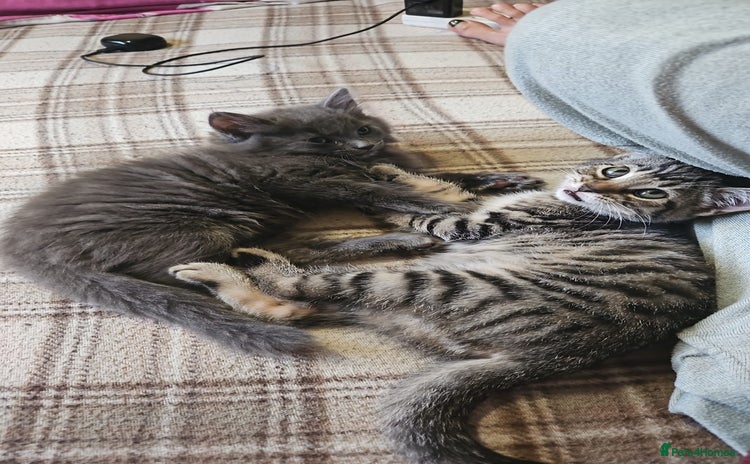 Domestic Shorthair cats - Advert 5