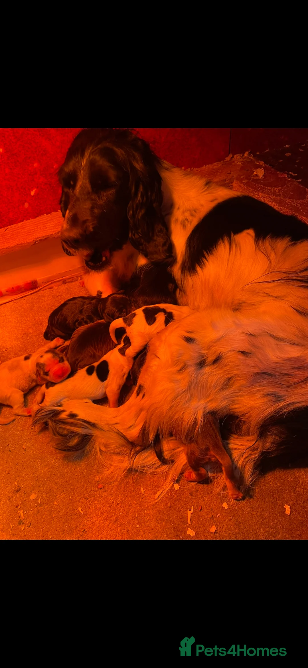 Cocker Spaniel dogs for sale: Cocker Spaniel Pups - Advert 8