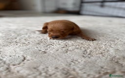 Labrador Retriever dogs for sale: Fox Red Labradors - Image 15