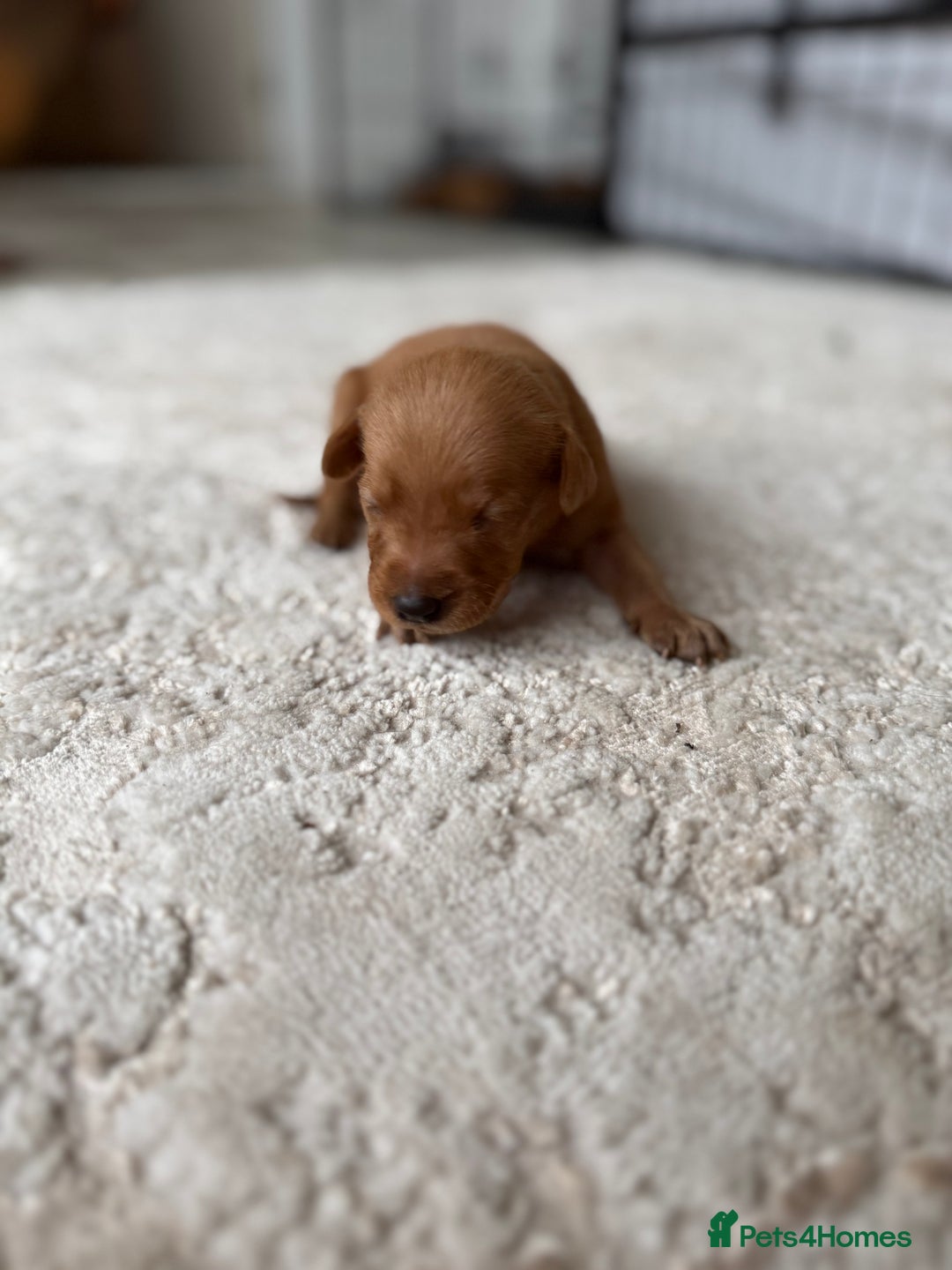 Labrador Retriever dogs for sale: Fox Red Labradors - Image 15