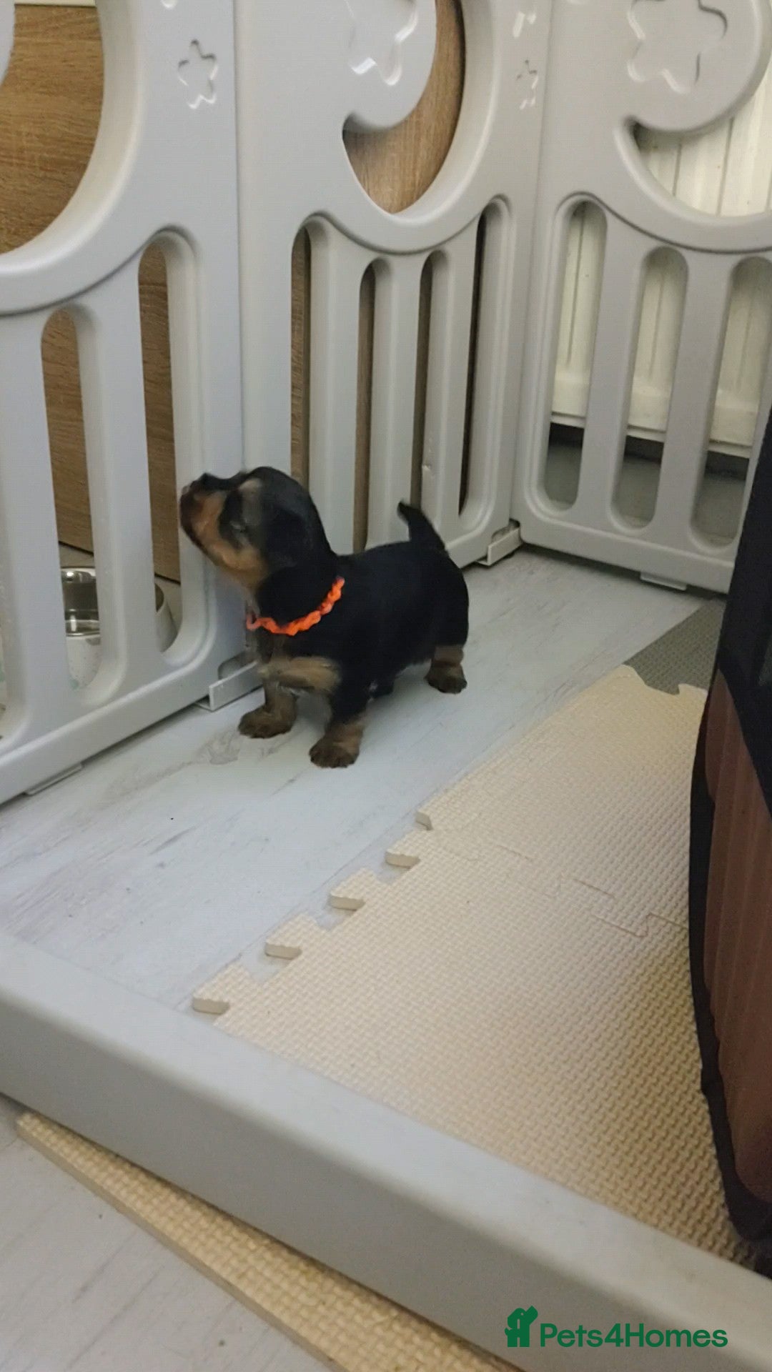 Yorkshire Terrier dogs for sale: Adorable Mini Yorkshire Terrier Puppies - Advert 17