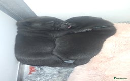 Mixed Breed dogs for sale: Chaffy puppies - Image 24