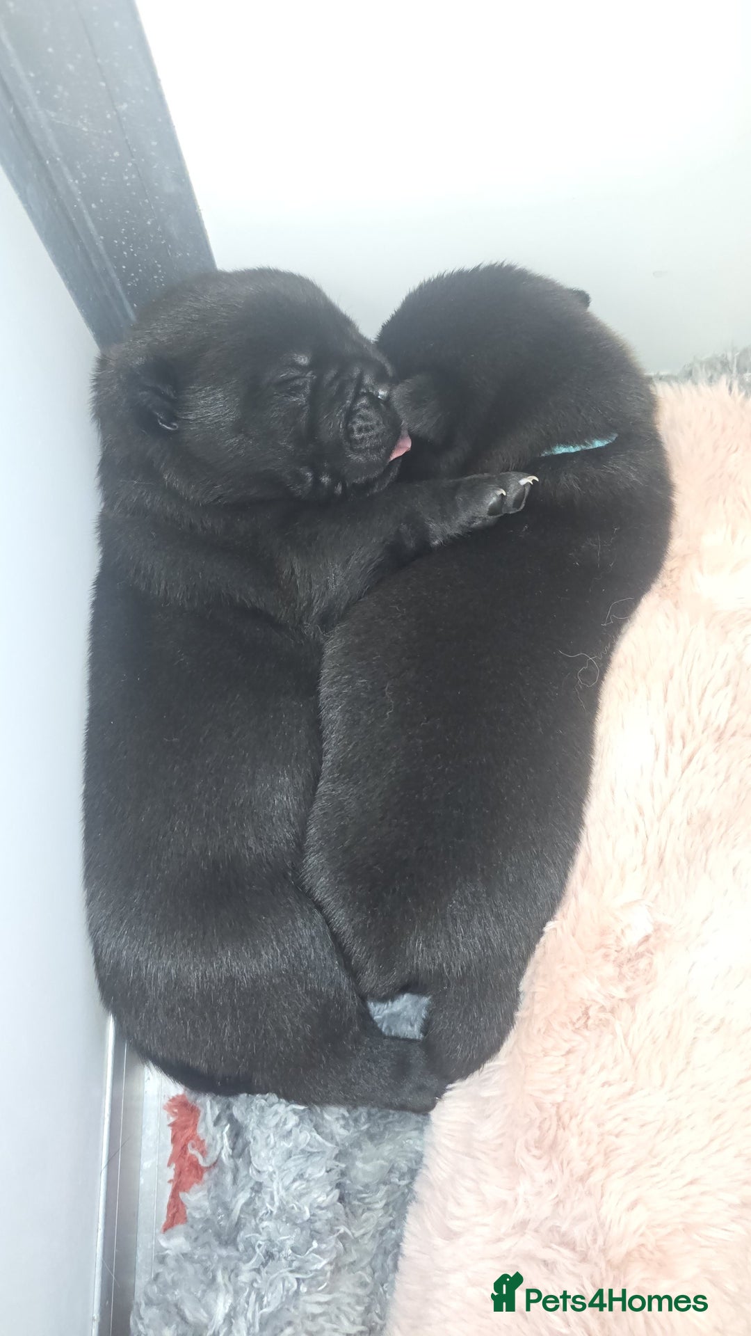 Mixed Breed dogs for sale: Chaffy puppies - Image 24