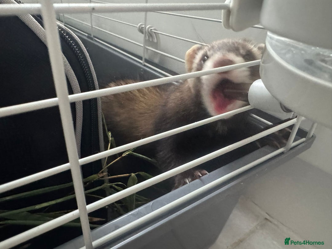 Ferret rodents for sale: ferret jills for sale - Image 2