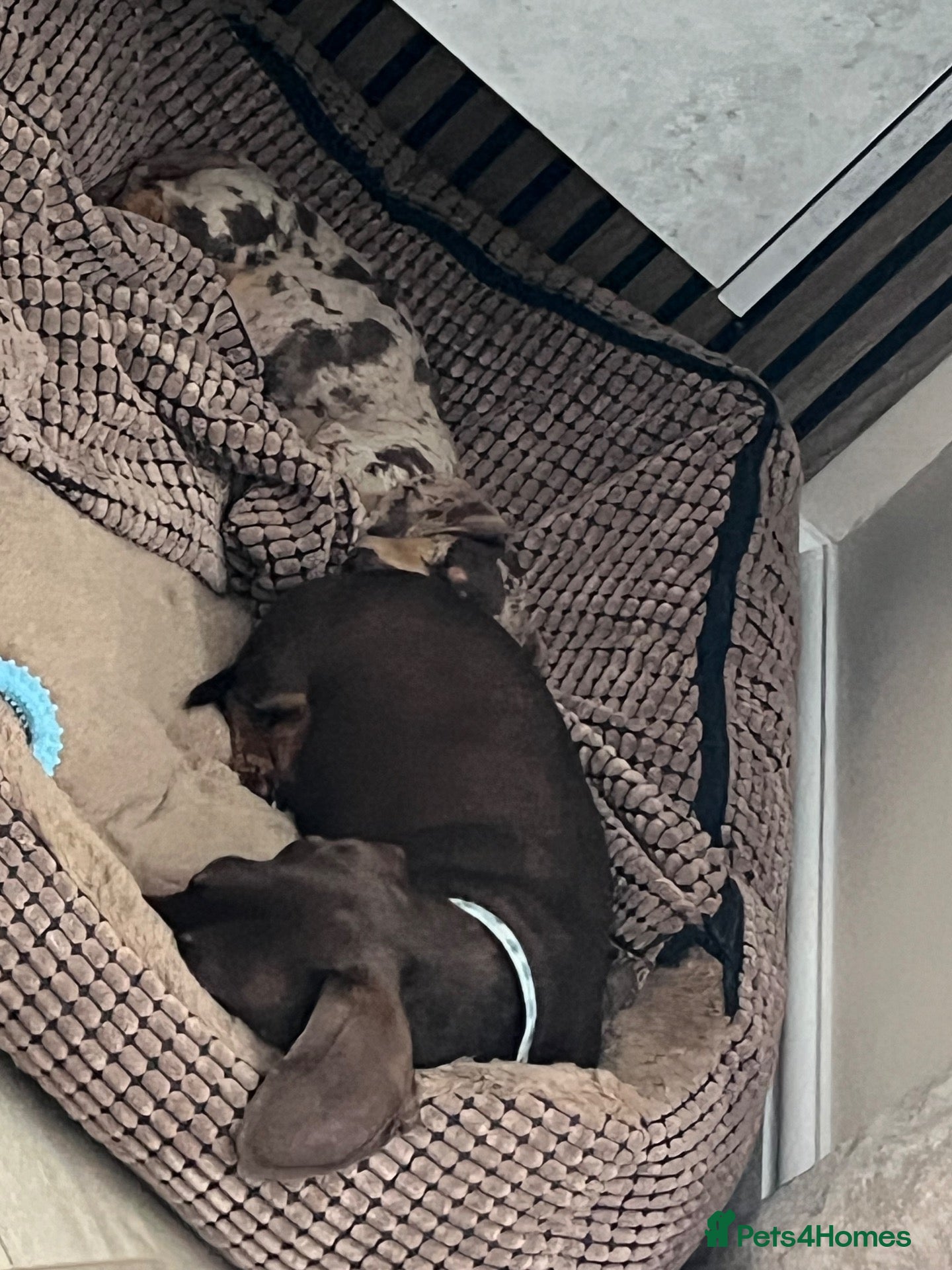 Miniature Dachshund dogs for sale: 💔LOVING HOME WANTED FOR 2 MINIATURE DACHSHUNDS 💔 - Advert 20