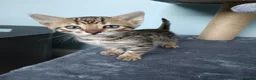 Bengal cats for sale: Tica RG pure bengels in Chesterfield - Advert 24